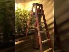 Sexy amateur couple fuck in a MMJ grow!!! Thumb